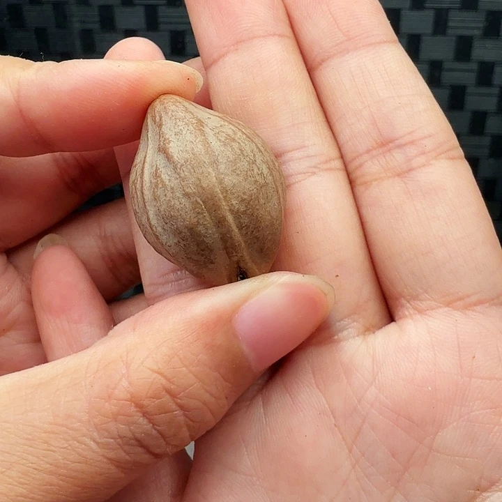 北***第橄榄核手串/手链橄榄