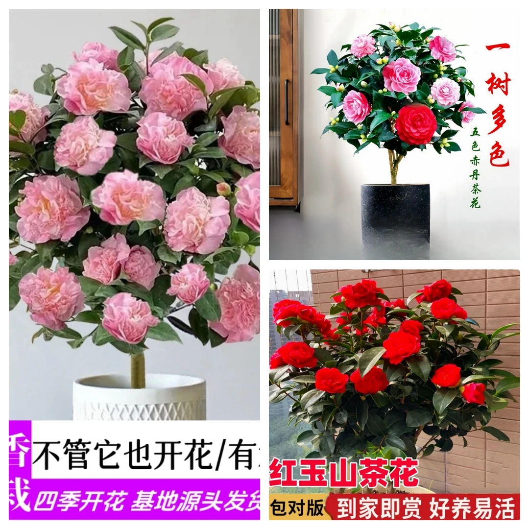 【茶花小苗】当年开花耐寒耐晒四季种植开花超美室内室外盆栽地栽