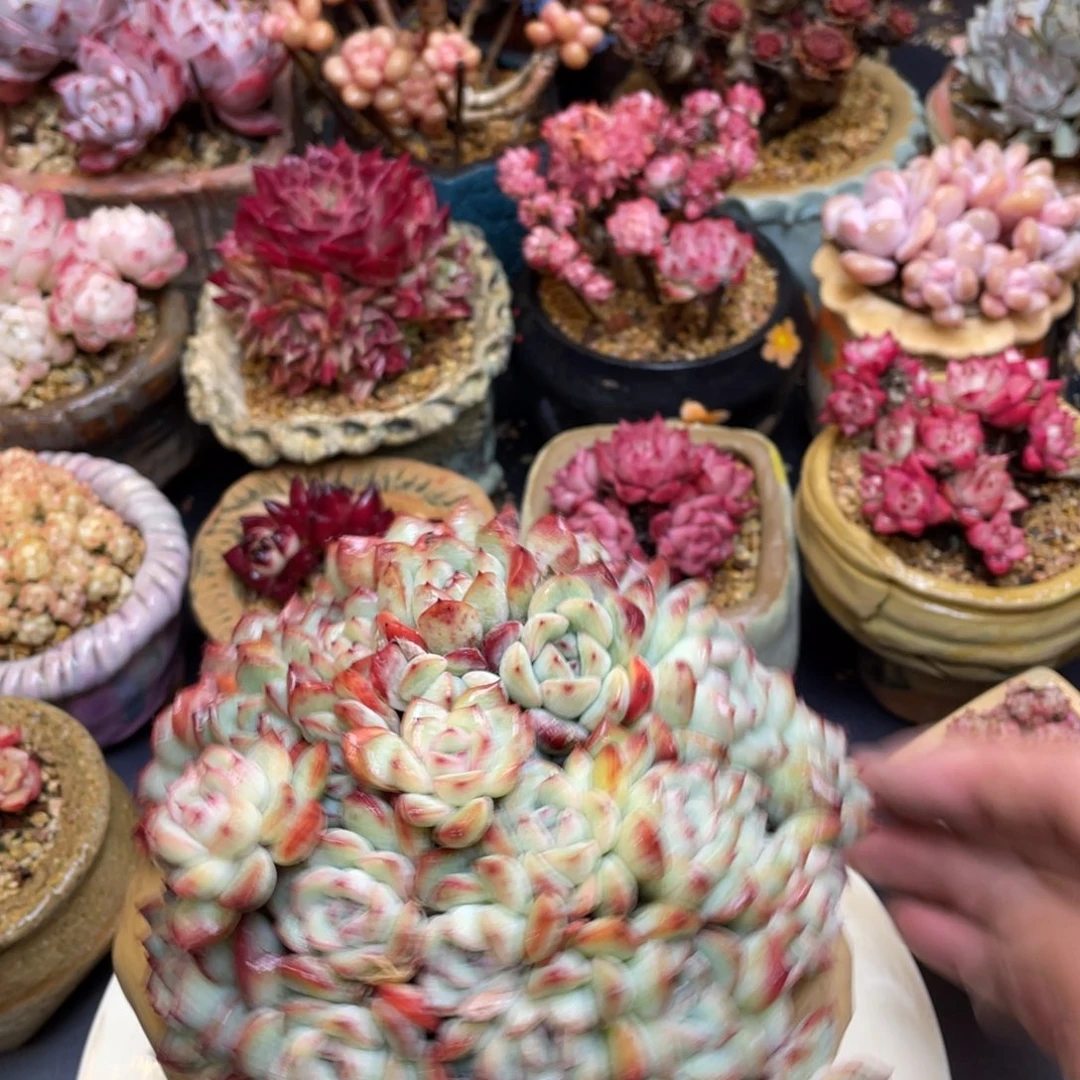 荷花杂交朵朵缀化