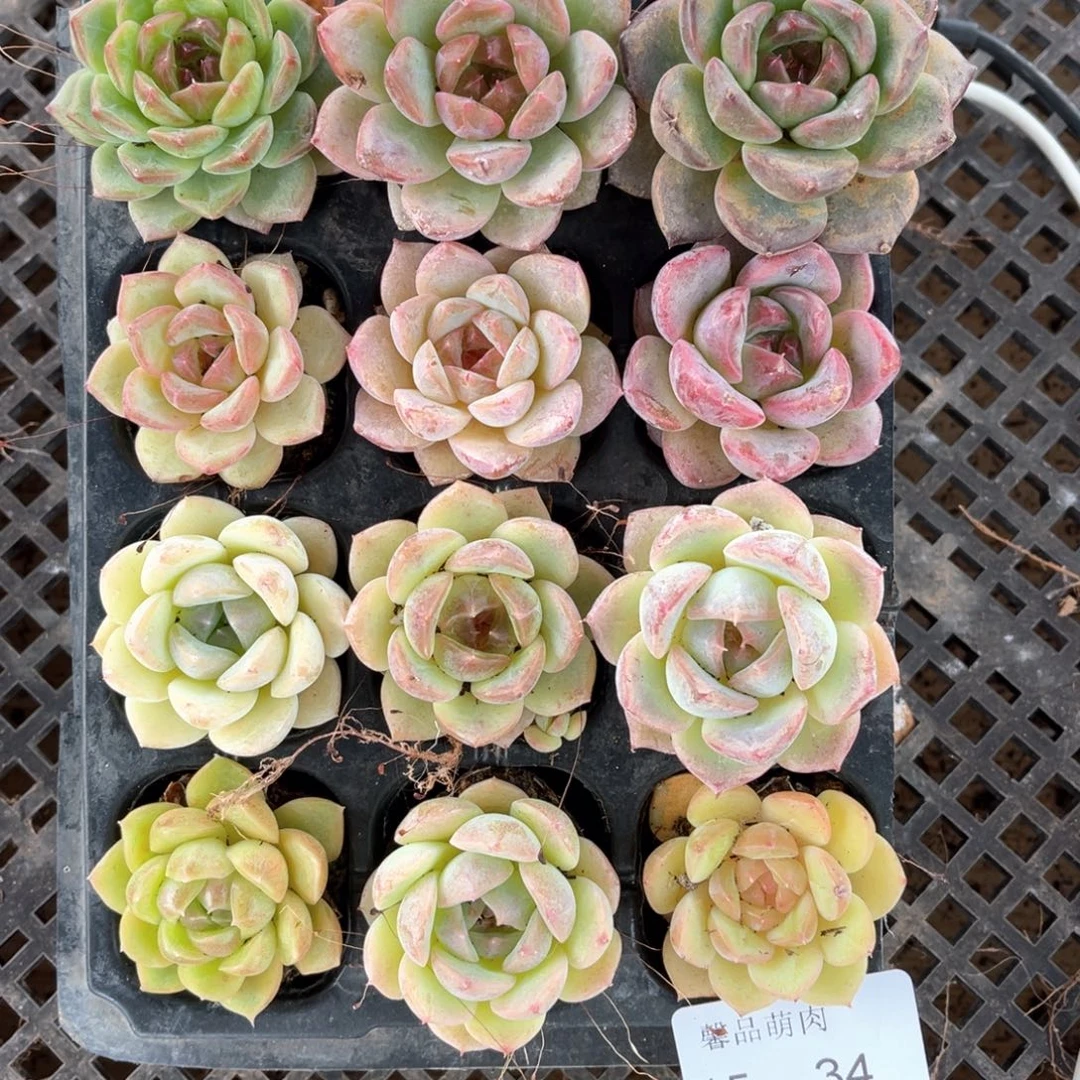 多肉一物一拍15-34