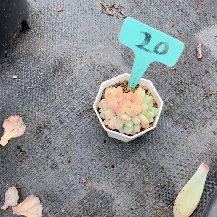 晨语多肉一物一拍20