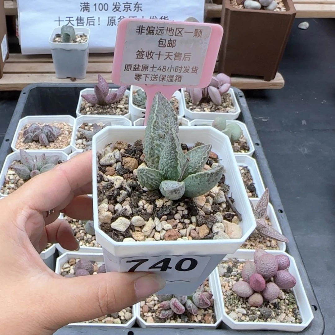 740酒红猪肝多肉植物