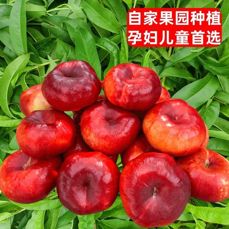 纽扣蟠桃油蟠桃桐柏山头茬纽扣油蟠桃脆甜多汁现摘现发送礼佳品