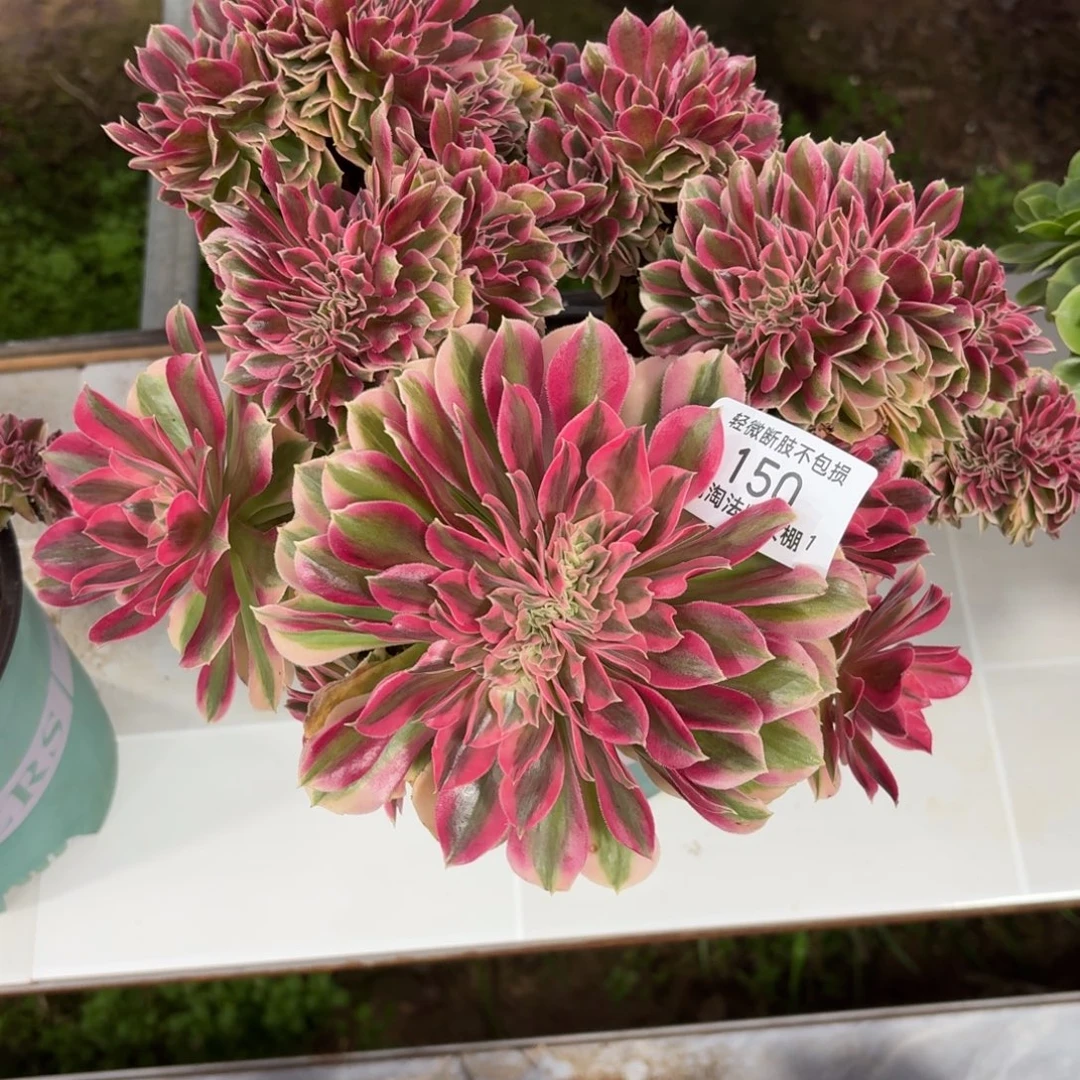 150粉女巫缀化多肉植物