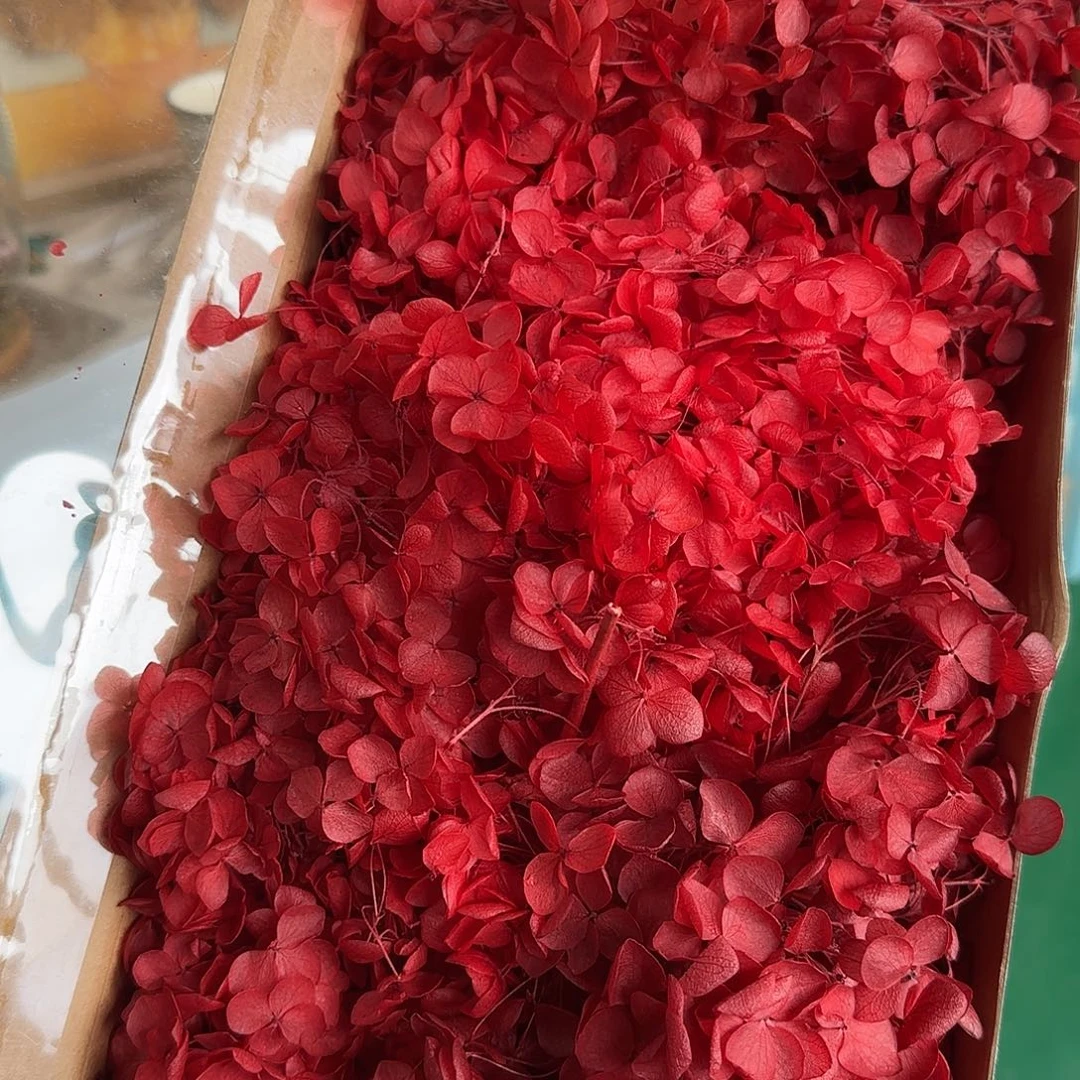 06号红色绣球不售后