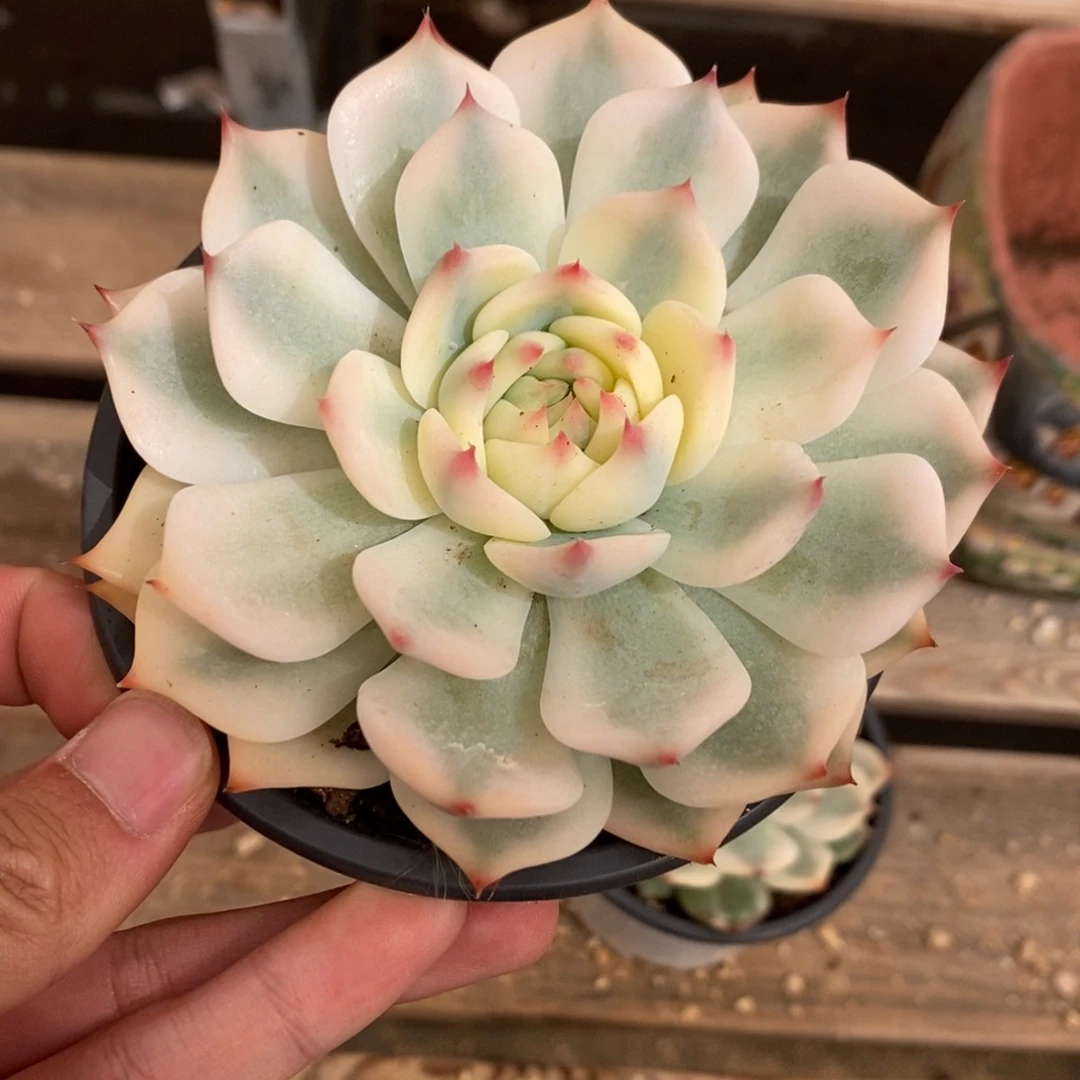 吉娃娃锦多肉植物8368