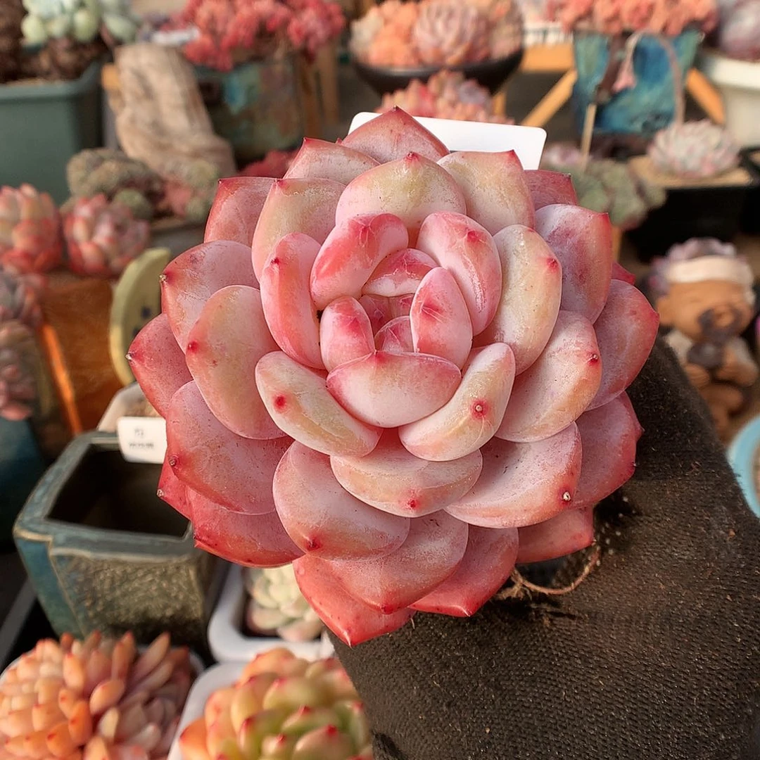 793蒙克多肉植物3666