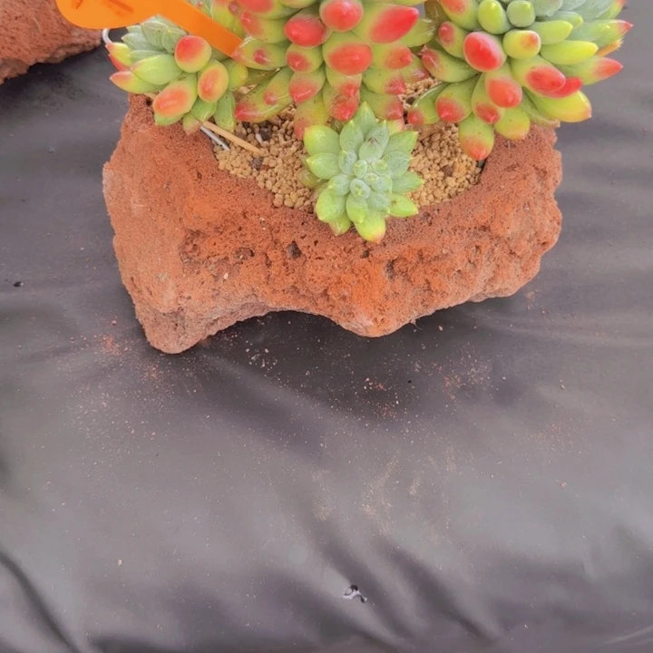 *****740多肉植物一物一拍