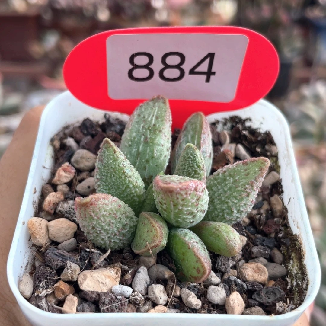 多肉水泡植物 。   884。