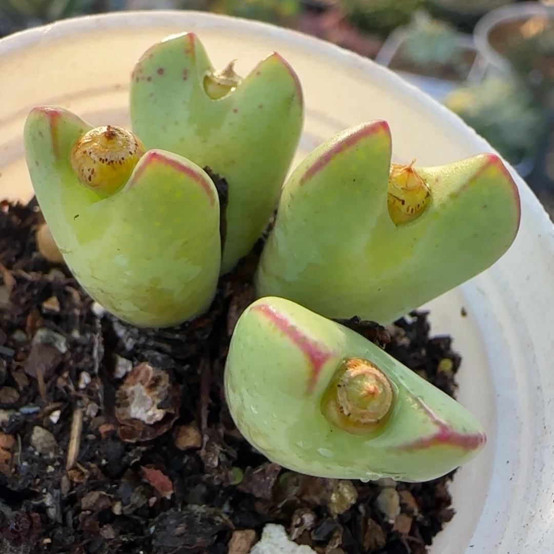 少将多肉植物百科