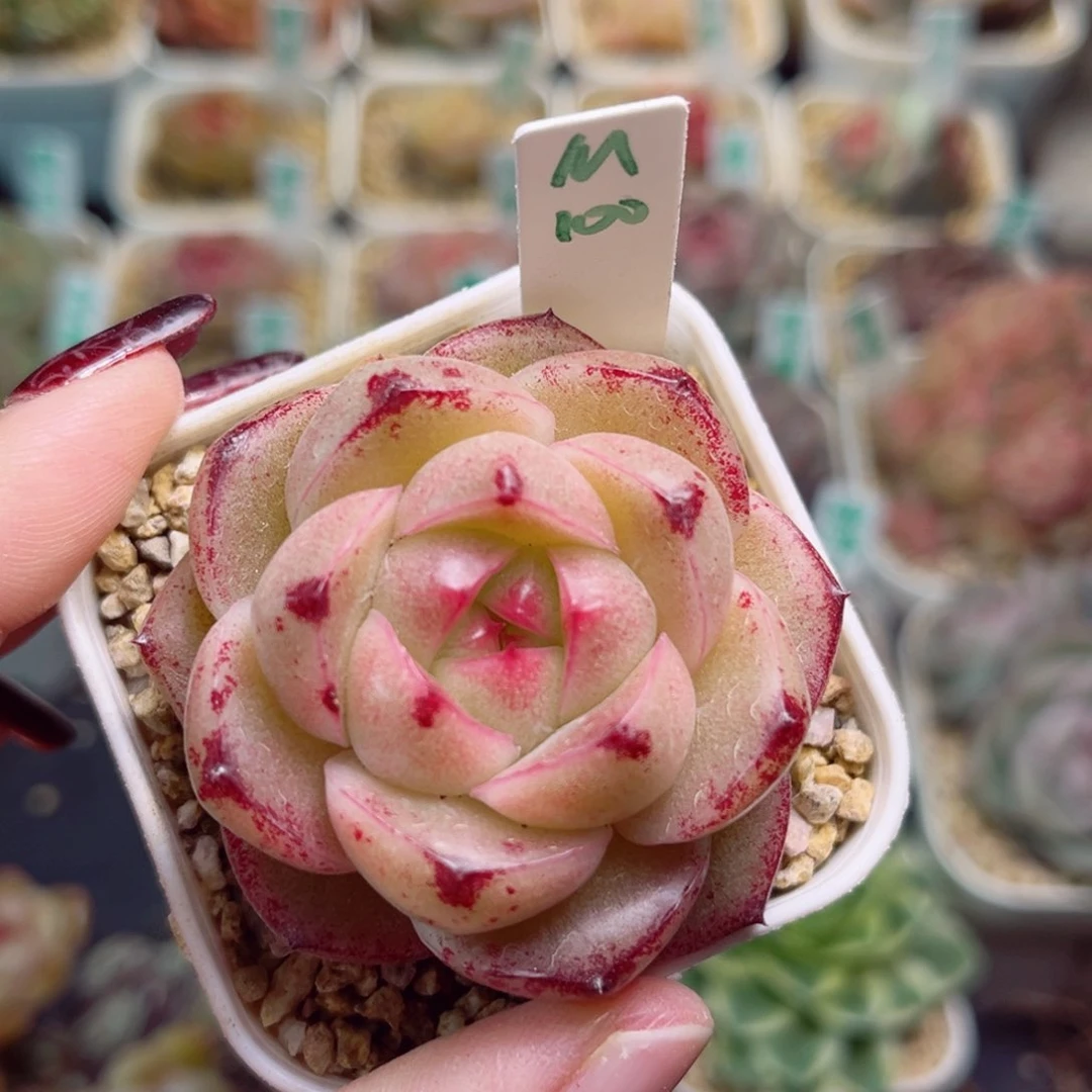 G456 一物一拍 M100