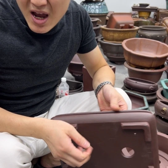 紫砂花盆里都会开出来