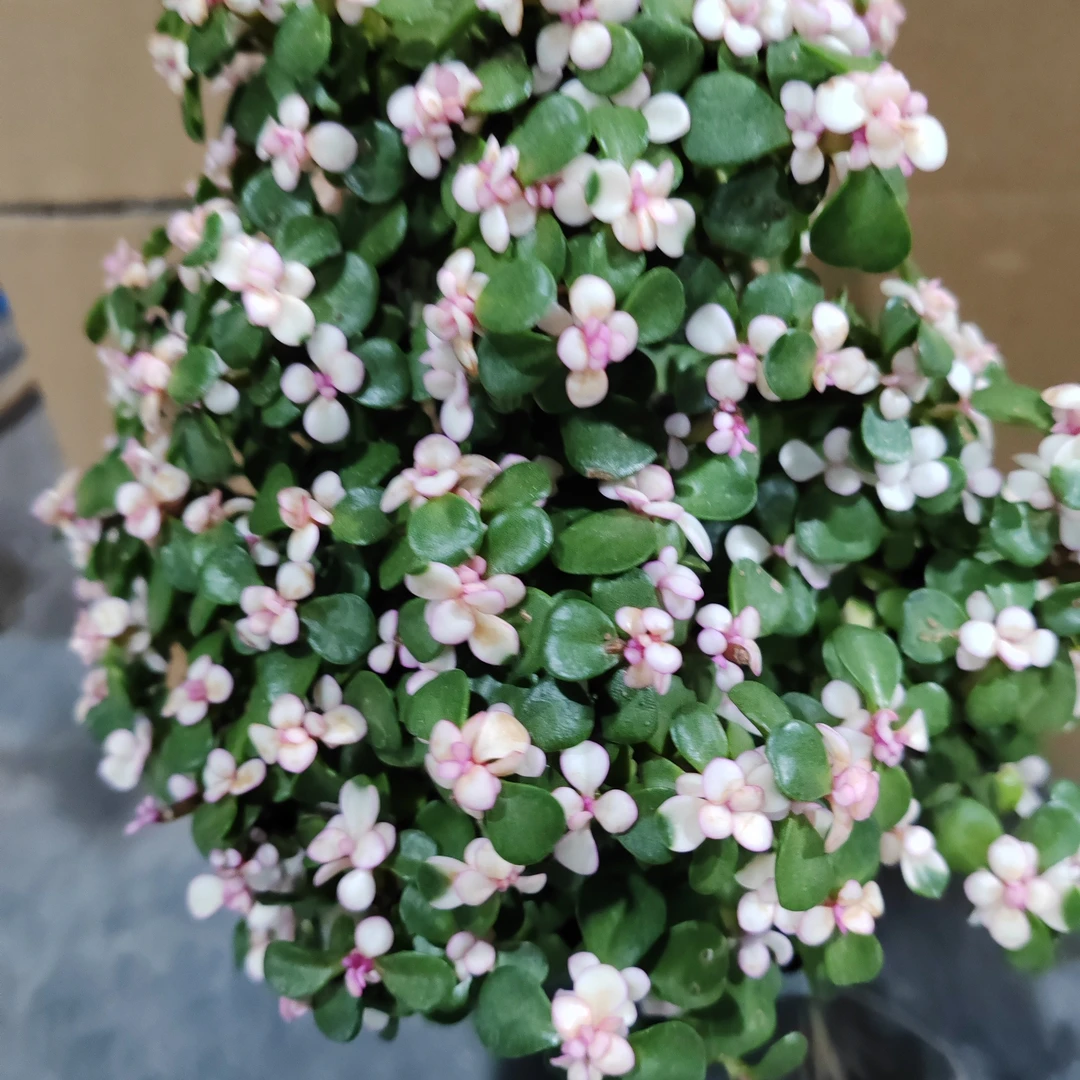 金枝玉叶毛桩棒棒糖造型