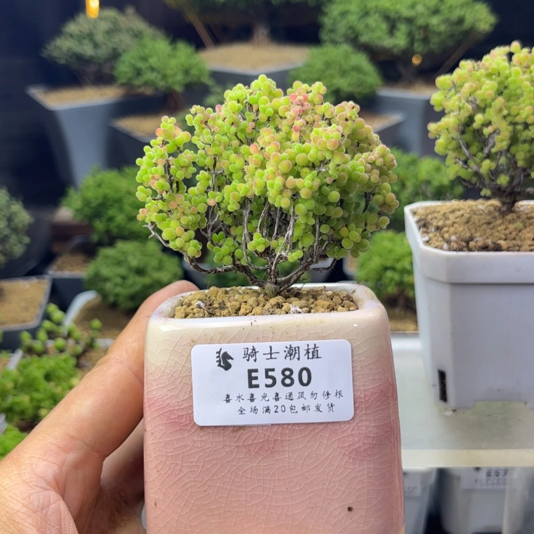 悦***社580蜜橘糖球枝干多肉