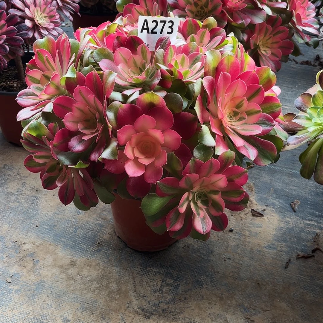 从林香妃273多肉植物