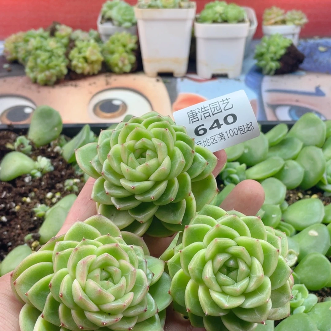 珍妮麦秆一物一拍640