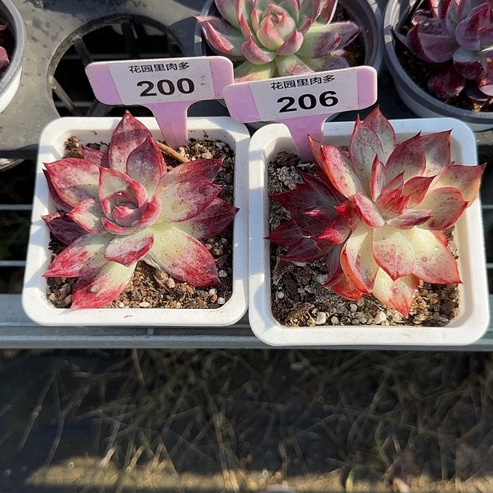 无***_200.206 惊鸿仙子多肉植物7-9cm