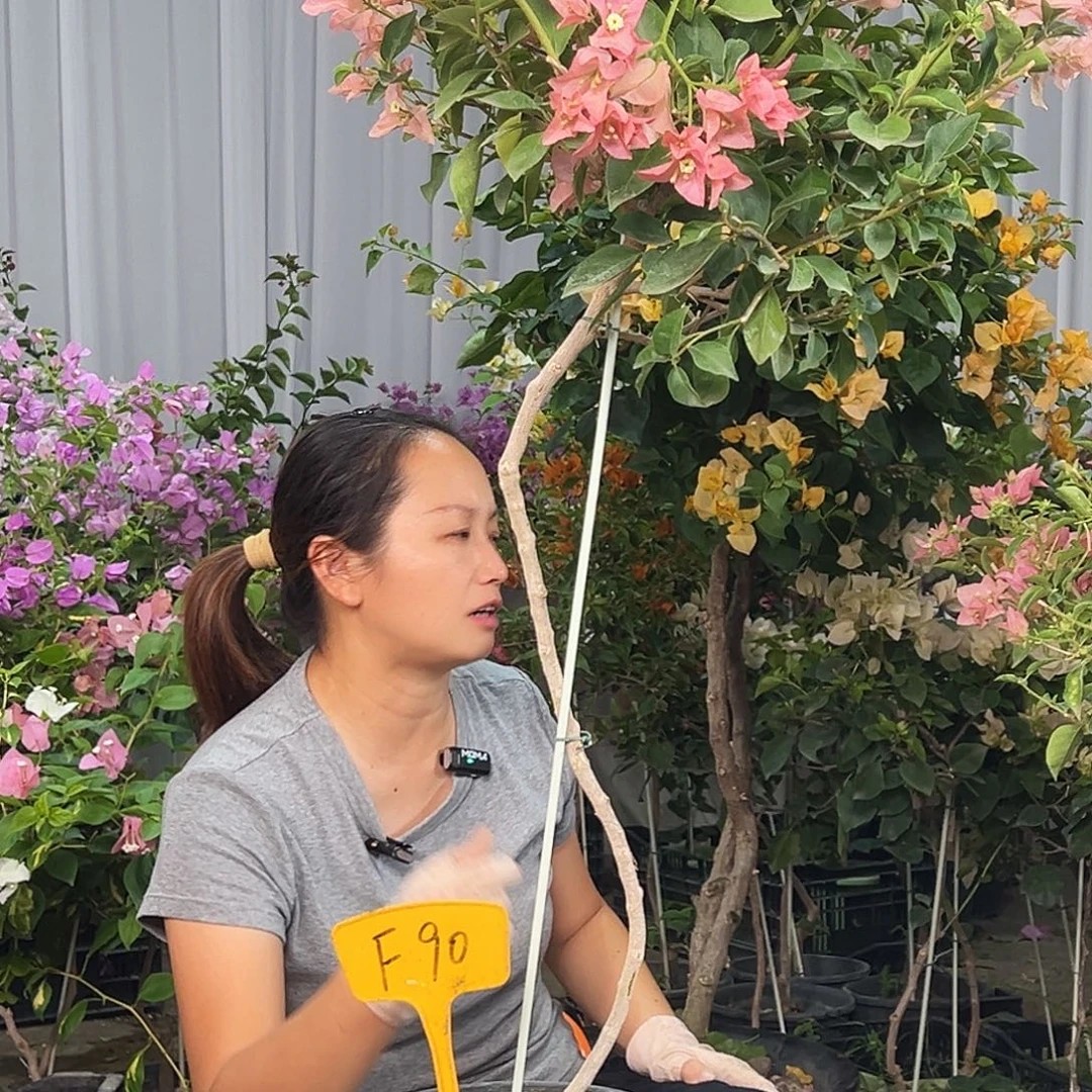 兰***大部分花苞少量开放F90卡亚塔