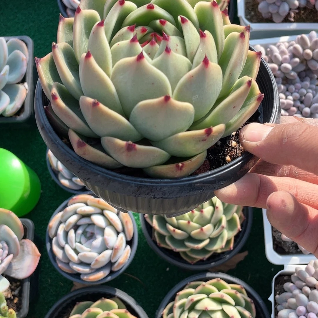 大课蓝龙带盆发货