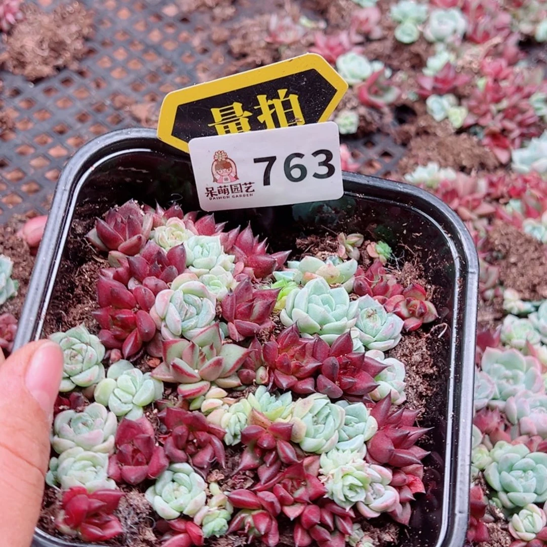 多肉植物多肉植物