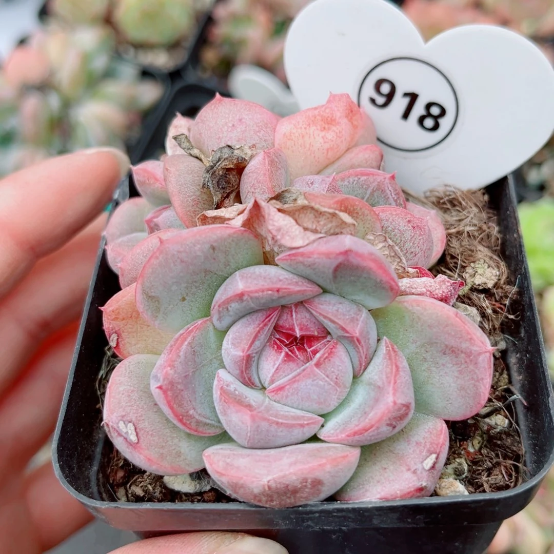 918号小老桩珍妮群