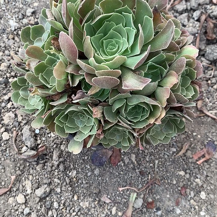 161雅典娜多肉植物