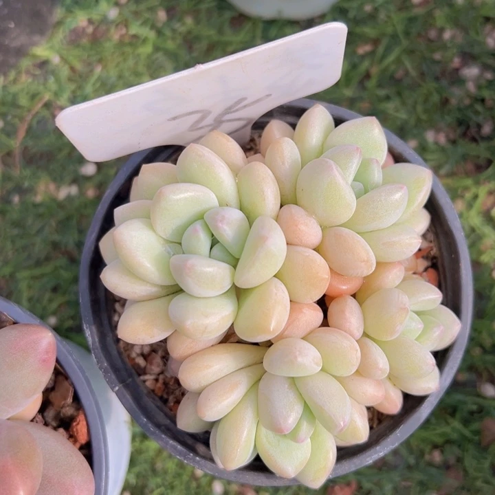 健健康康平平安安