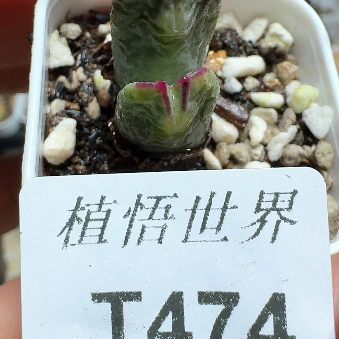 474号多肉植物哇c