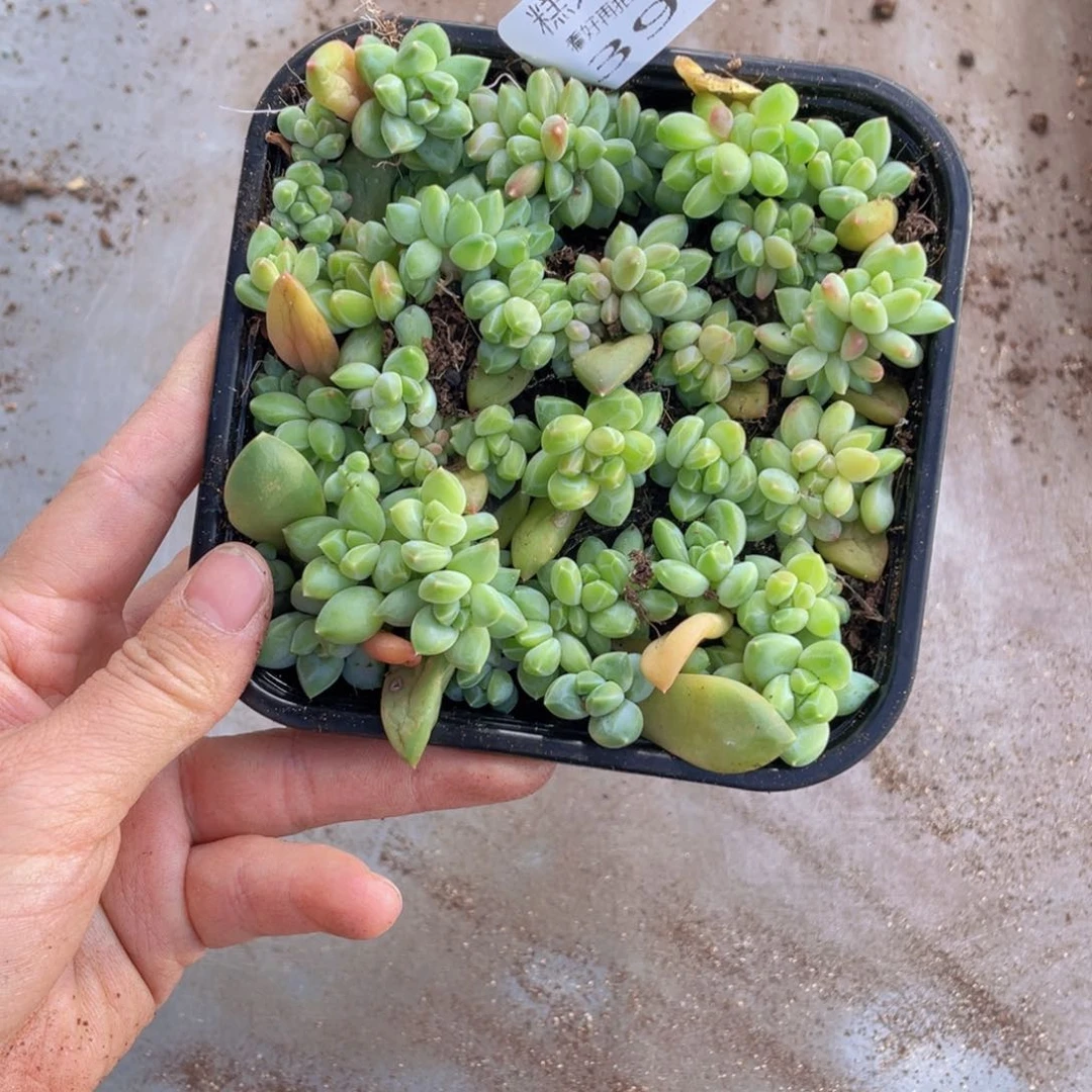 云糖心多肉植物391
