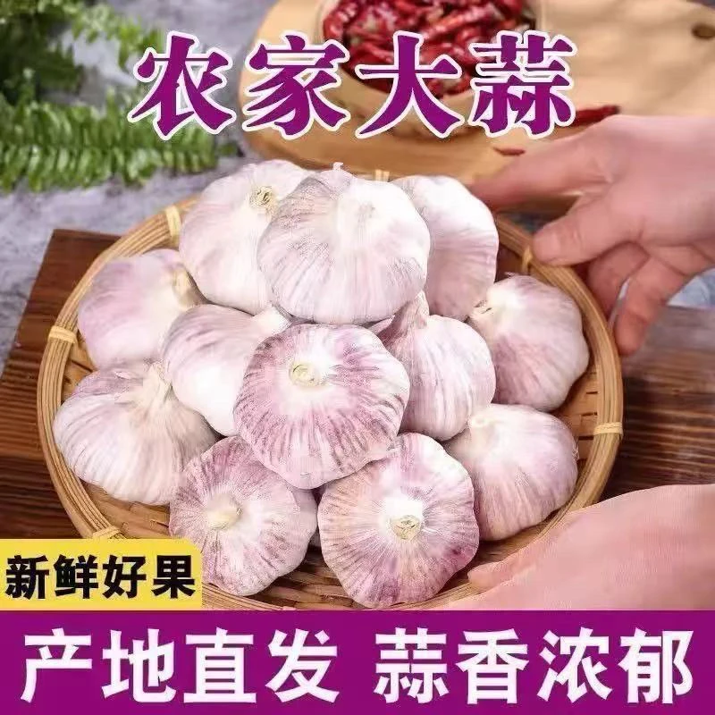 紫皮蒜新鲜干蒜香辣饱满蒜糖醋蒜全新干蒜个大饱满蒜香浓郁新鲜好