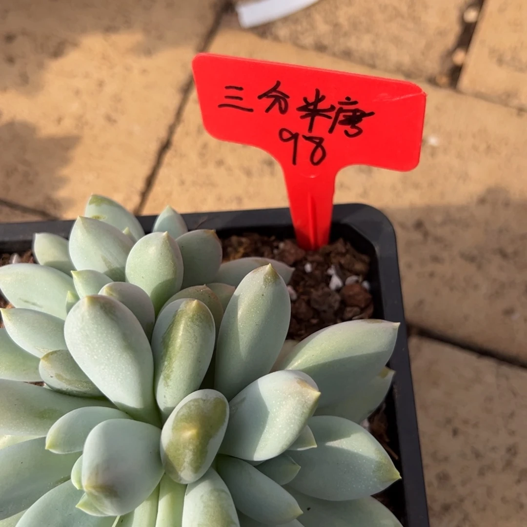 三****三分糖。   98。