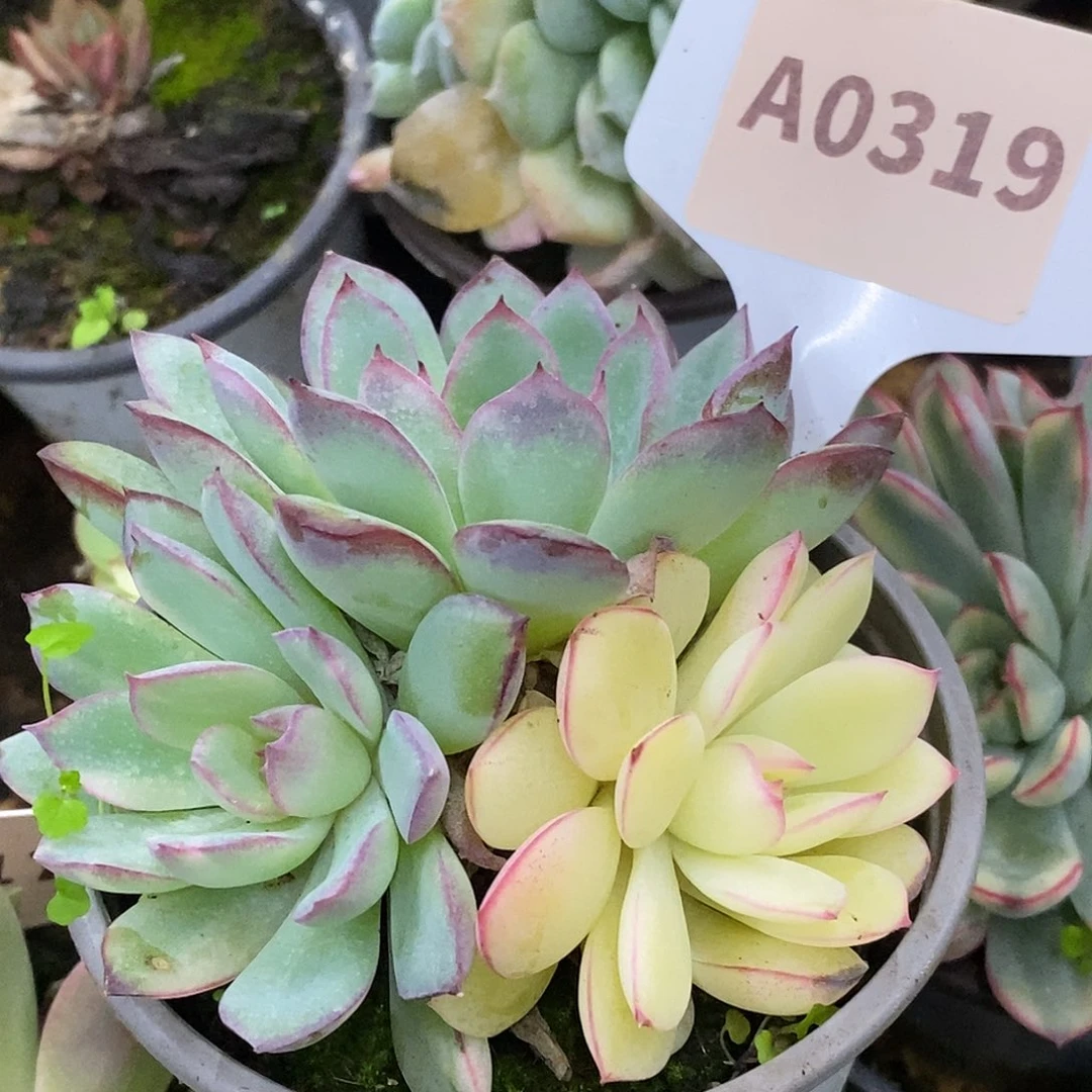 319雨燕座哈哈哈哈哈哈