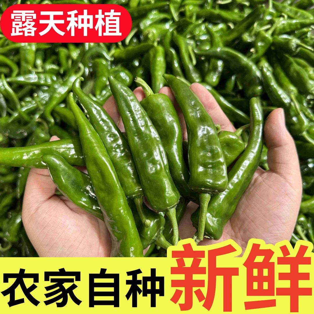 云南助农辣妹子辣椒特辣中辣薄皮青椒露天种植农家土辣椒爆辣蔬菜