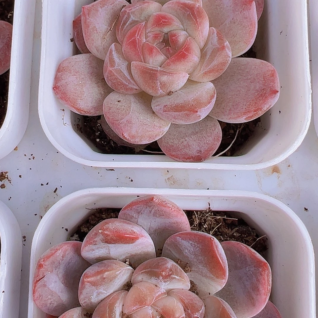 粉黛19包邮多肉植物
