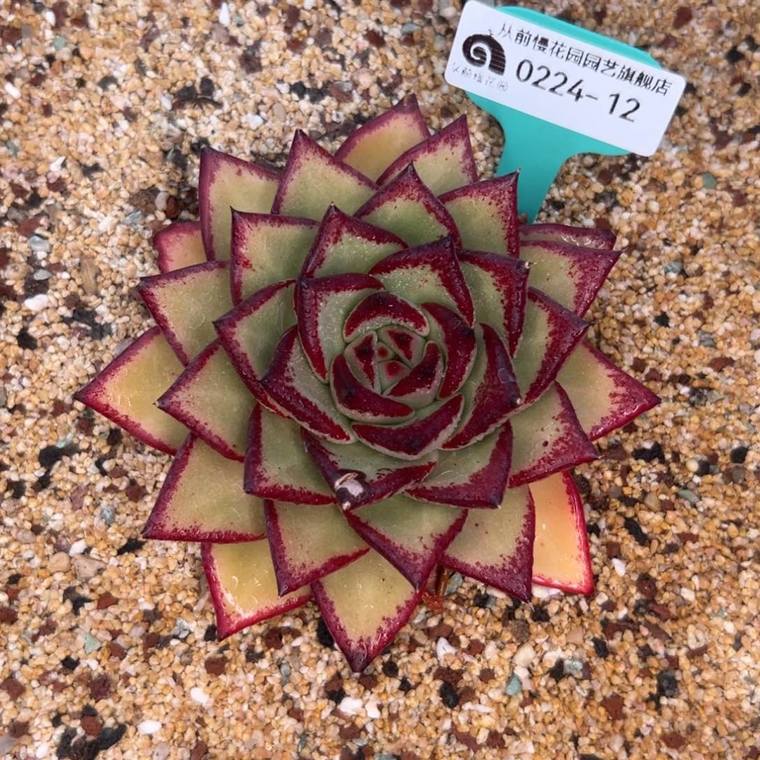 多肉一物一拍0224-12