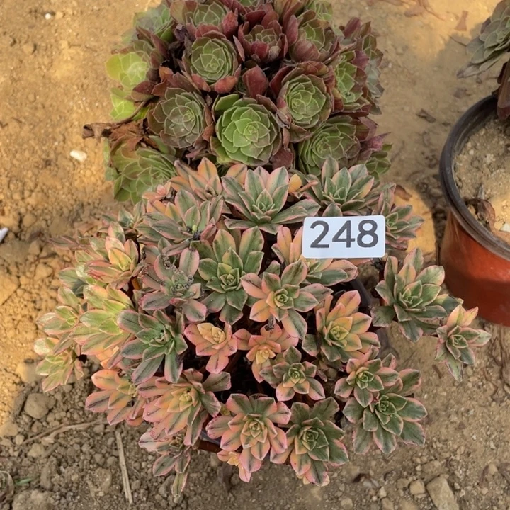 无花朵248多肉植物组合无售后