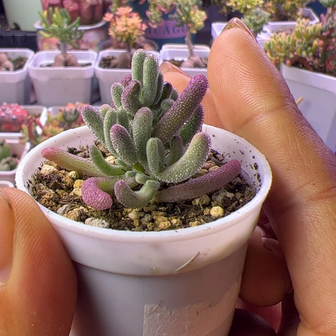 43多肉植物枝干超紫