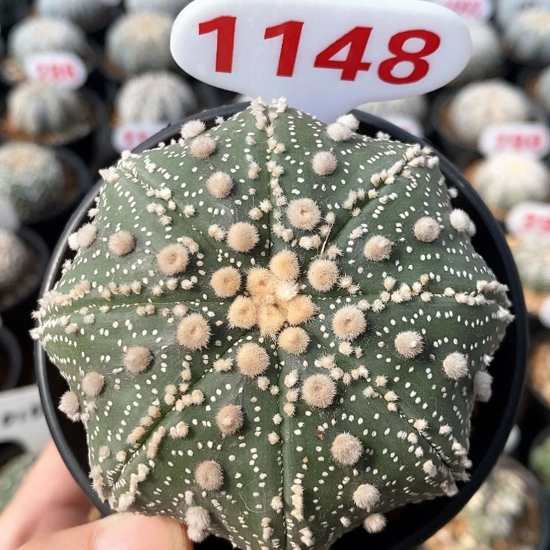 1148花园兜福利来啦打