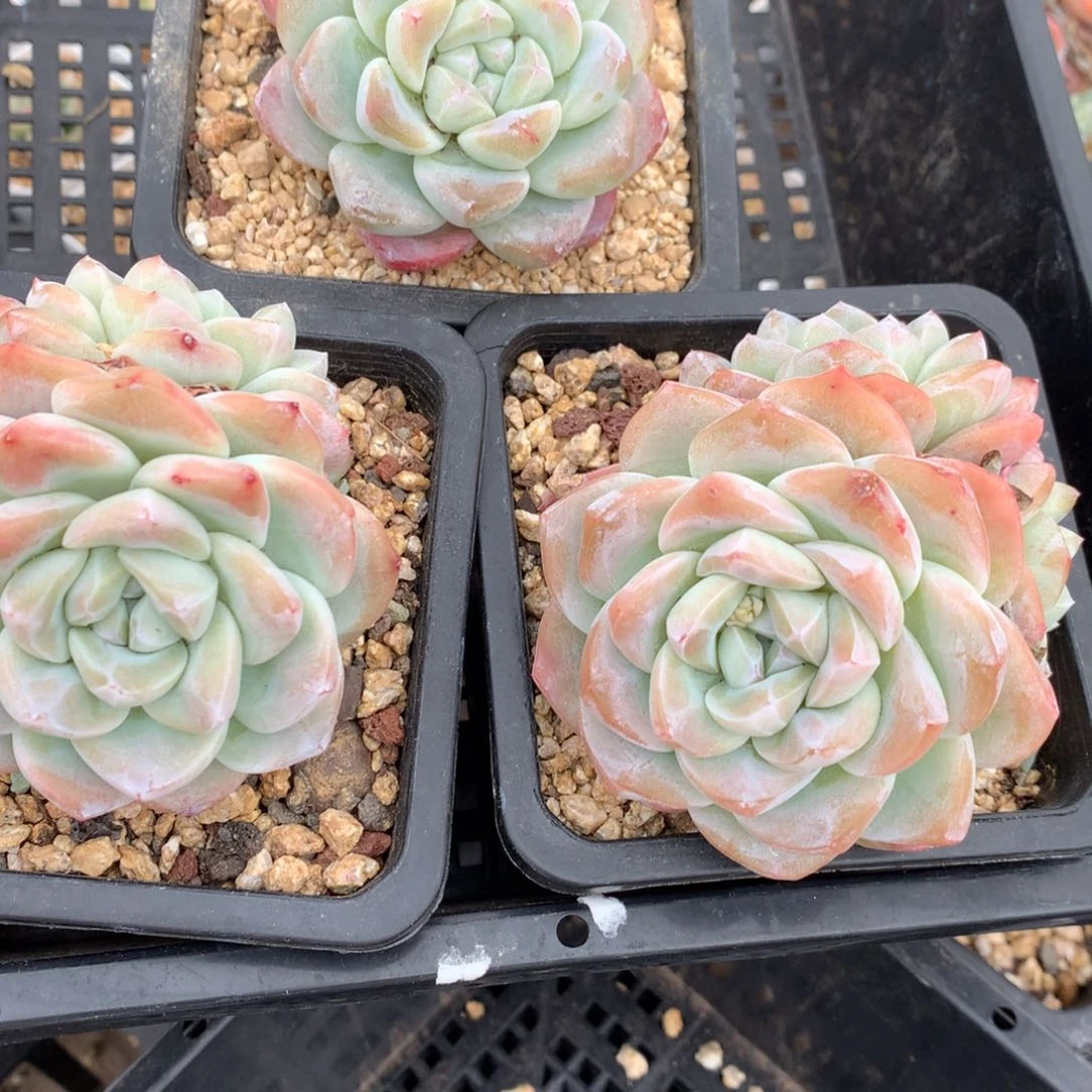 0125-66 精控冰玉三颗