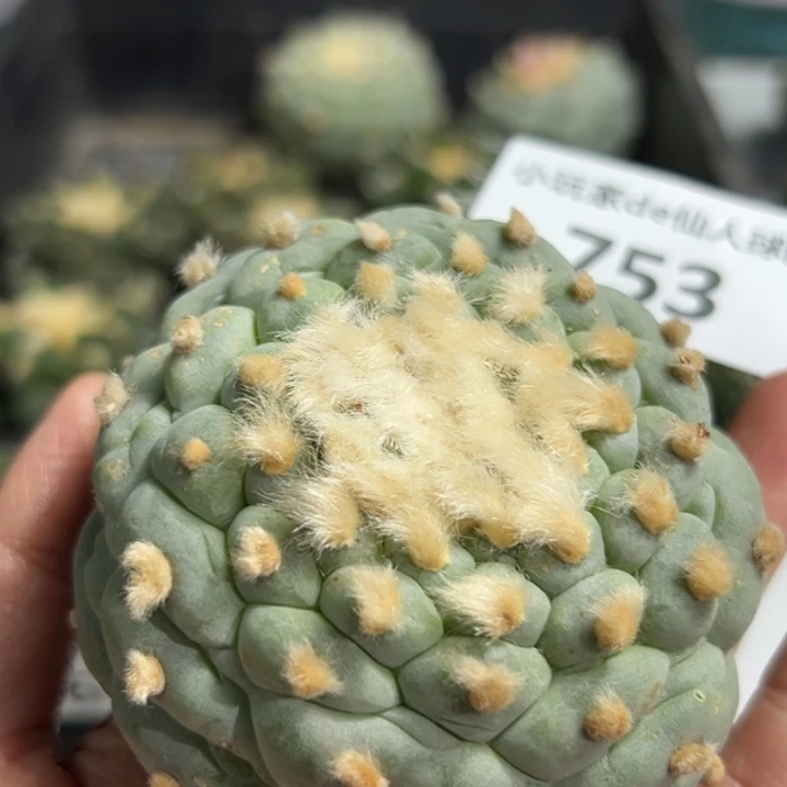 下***！753 帮发根 仙人球的故事是