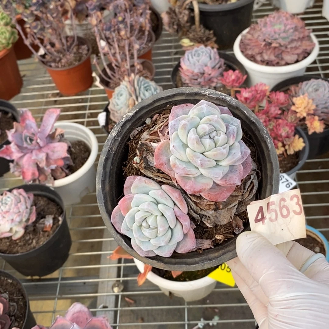 4563冰玉老桩一物一拍