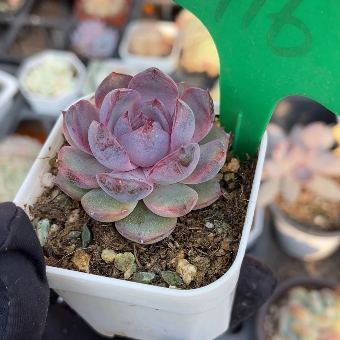 916蓝莓多肉植物保护