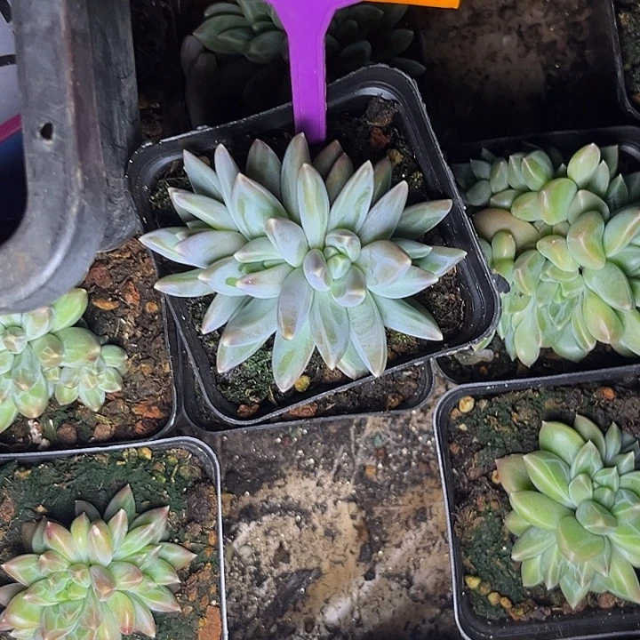 多肉植物雪黛莉574