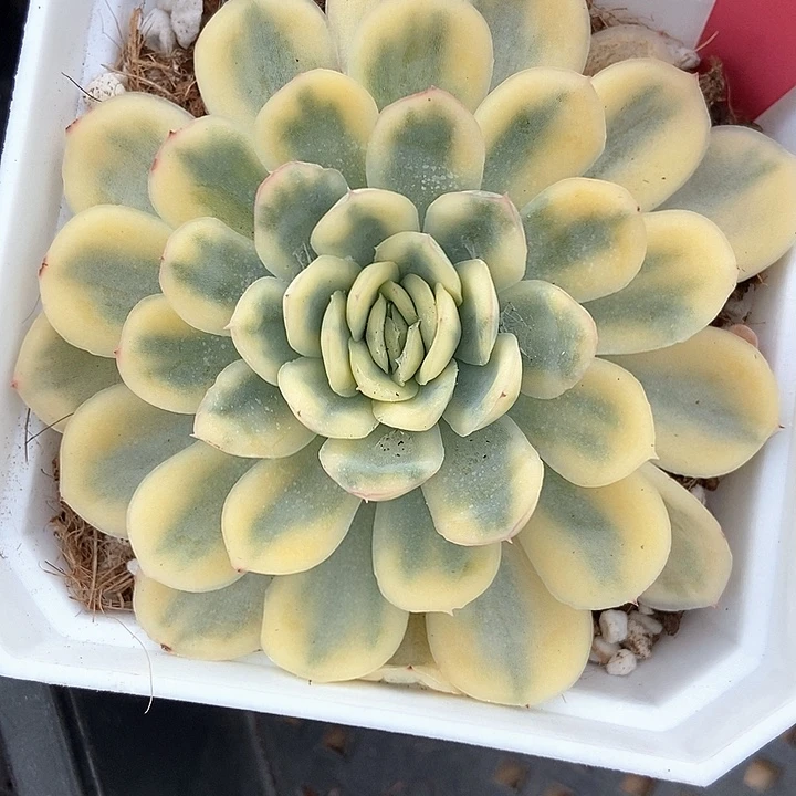 多肉植物草莓冰锦555