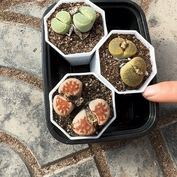 生石花1111。    1号