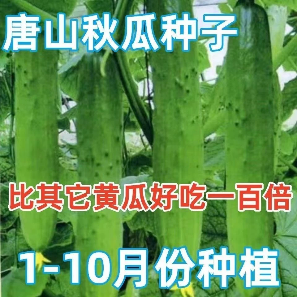 唐山秋瓜种子秋黄瓜种子水果黄瓜阳台盆栽春季秋季易播种蔬菜种子
