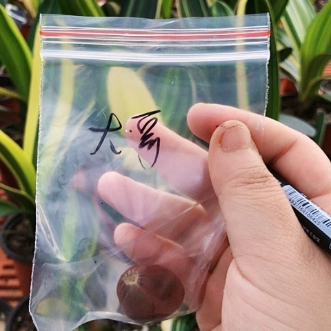 【闪购商品】大***3