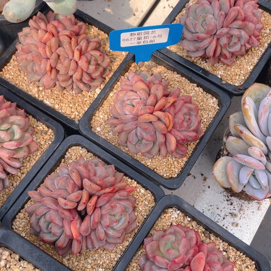 0627-6-凌雪群生老桩一颗