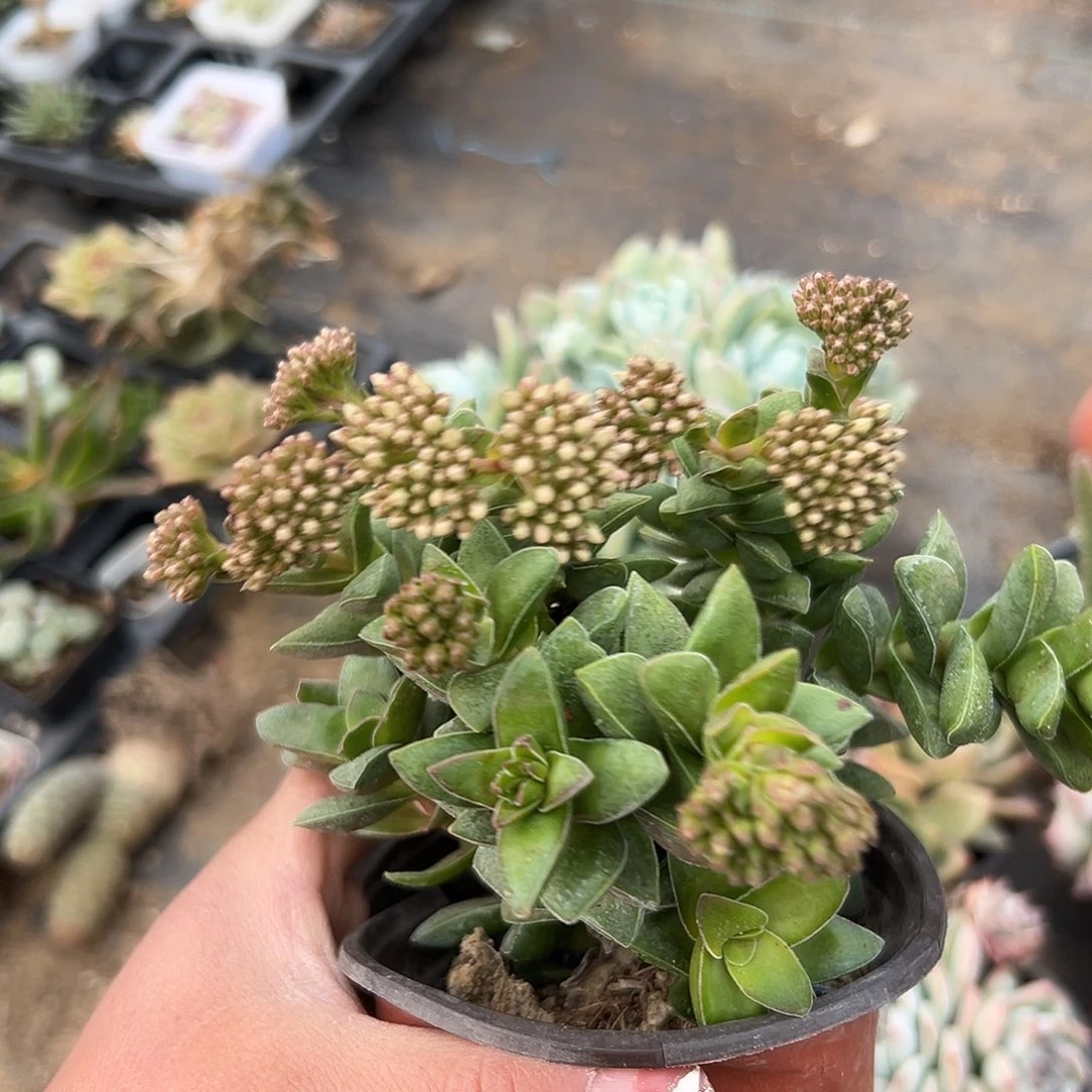 多肉植物神童开花