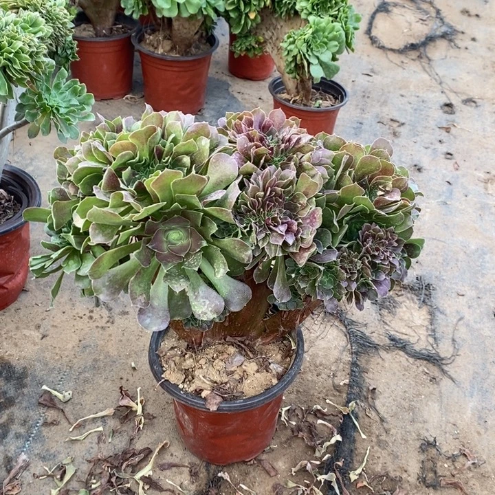 玫瑰缀多肉植物19